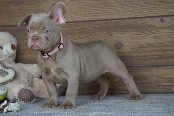 Stella Calins Frenchies