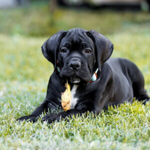 Stinger Cane Corso