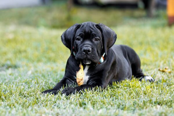 Stinger Cane Corso Stinger Cane Corso