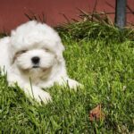 Stitch-male-maltese-puppy-for-sale-1 (2)
