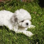Stitch-male-maltese-puppy-for-sale-1 (3)
