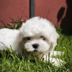 Stitch-male-maltese-puppy-for-sale-1 (4)
