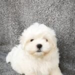 Stitch-male-maltese-puppy-for-sale-1 (5)