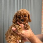 Suzie-female-Cavapoo-puppy-for-sale-1