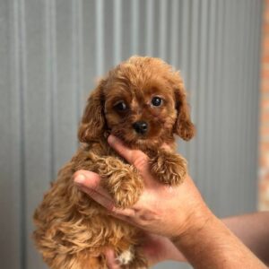 Suzie Cavapoo
