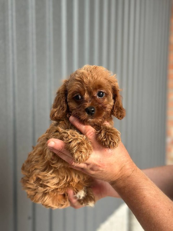 Suzie Cavapoo