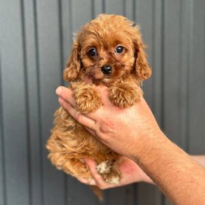 Suzie Cavapoo
