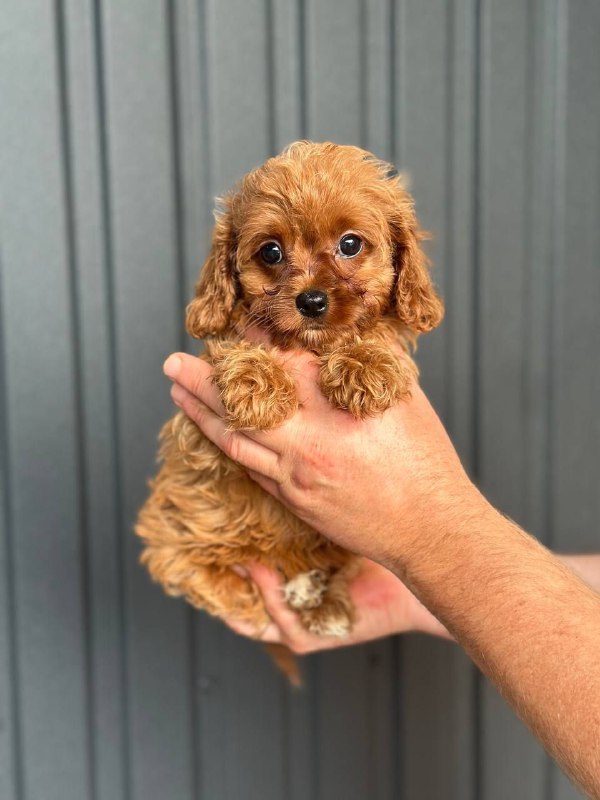 Suzie Cavapoo