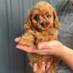Suzie-female-Cavapoo-puppy-for-sale-3