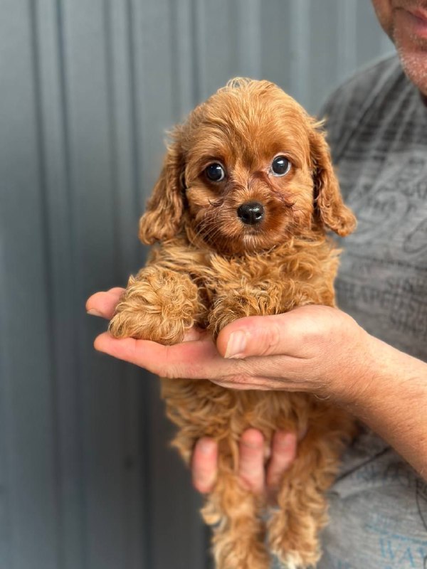 Suzie Cavapoo