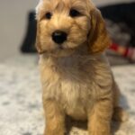 Sweety-female-goldendoodle-puppy-for-sale- (1)