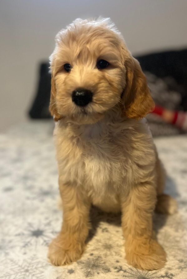 Sweety Goldendoodle