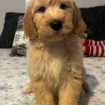 Sweety-female-goldendoodle-puppy-for-sale- (2)