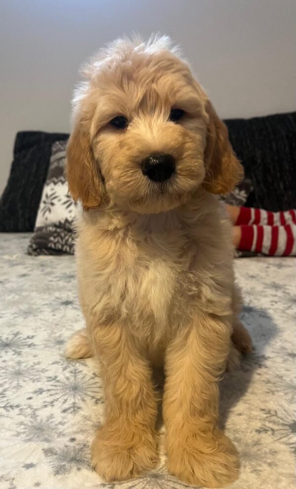 Sweety Goldendoodle