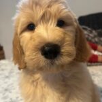 Sweety-female-goldendoodle-puppy-for-sale- (3)
