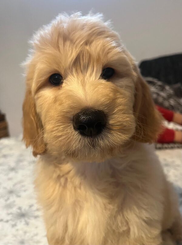Sweety Goldendoodle