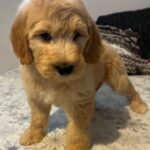 Sweety-female-goldendoodle-puppy-for-sale- (4)