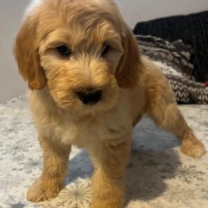 Sweety Goldendoodle