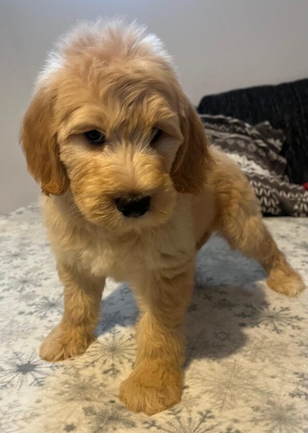 Sweety Goldendoodle