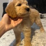 Sweety-female-goldendoodle-puppy-for-sale- (5)