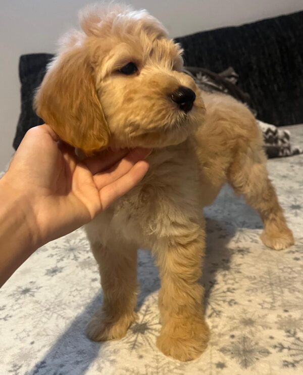 Sweety Goldendoodle