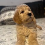 Sweety-female-goldendoodle-puppy-for-sale- (6)