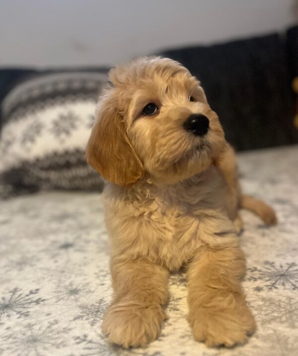 Sweety Goldendoodle