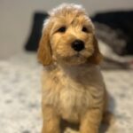 Björn Goldendoodle
