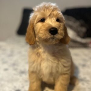 Sweety Goldendoodle