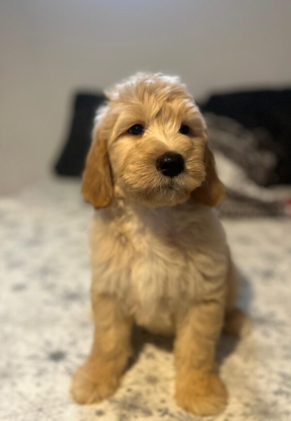 Sweety Goldendoodle