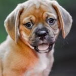 Tabby-female-puggle-puppy-for-sale-1 (1)