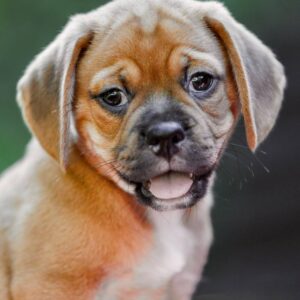Tabby Puggle