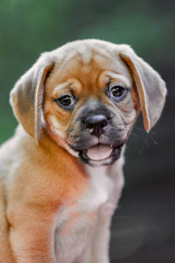 Tabby Puggle