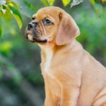 Tabby-female-puggle-puppy-for-sale-1 (2)