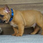Taco-male-french-bulldog-puppy-for-sale- (1)