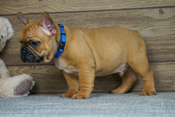 Taco Calins Frenchies