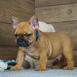 Taco-male-french-bulldog-puppy-for-sale- (2)