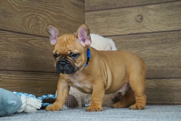 Taco Calins Frenchies