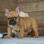 Taco-male-french-bulldog-puppy-for-sale- (3)