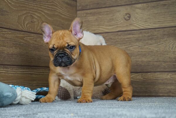 Taco Calins Frenchies