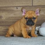 Taco-male-french-bulldog-puppy-for-sale- (4)