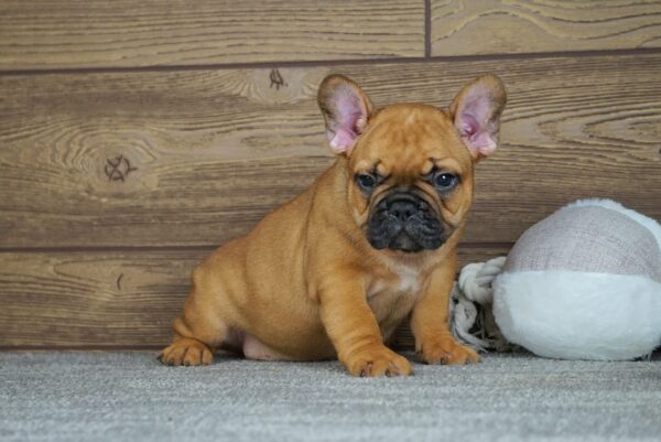 Taco Calins Frenchies