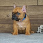 Taco-male-french-bulldog-puppy-for-sale- (5)