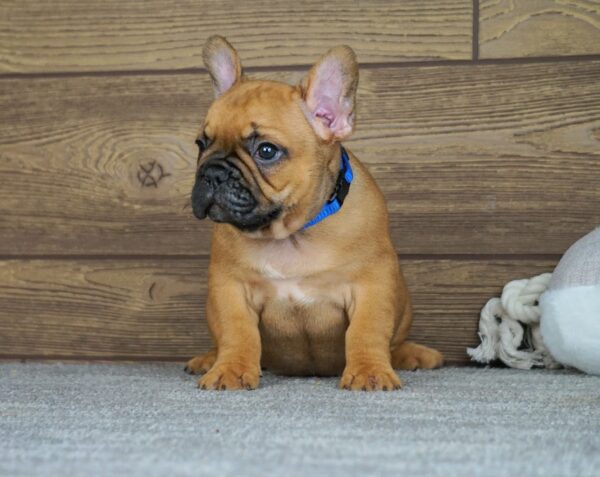 Taco Calins Frenchies