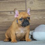 Taco-male-french-bulldog-puppy-for-sale- (6)