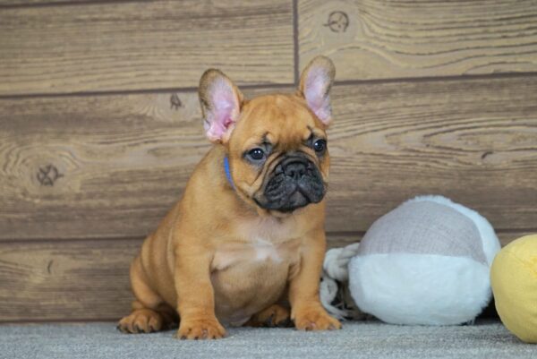 Taco Calins Frenchies