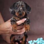 Taris-male-dachshund-puppy-for-sale-1