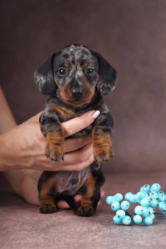 Taris Miniature Dachshund Taris Miniature Dachshund