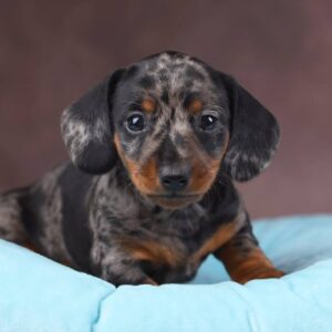Taris Miniature Dachshund