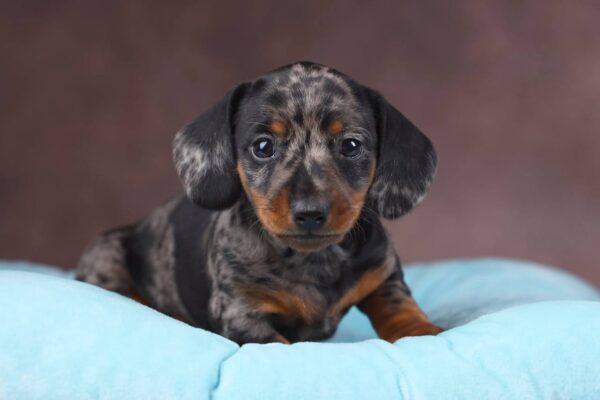 Taris Miniature Dachshund Taris Miniature Dachshund